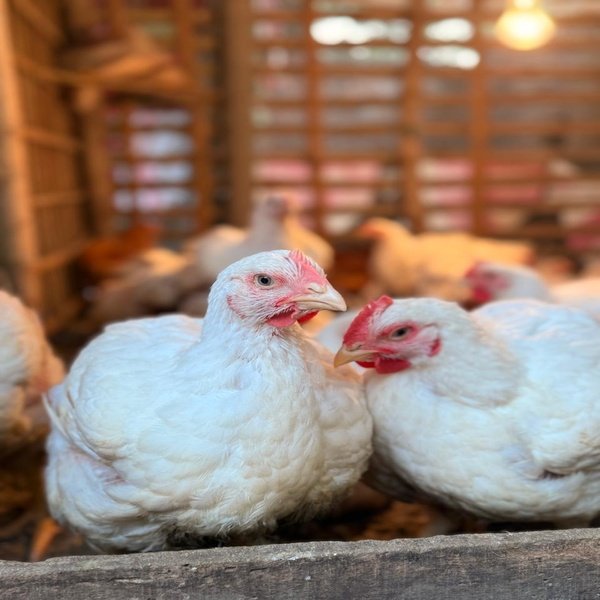 Safe Broiler Chicken
